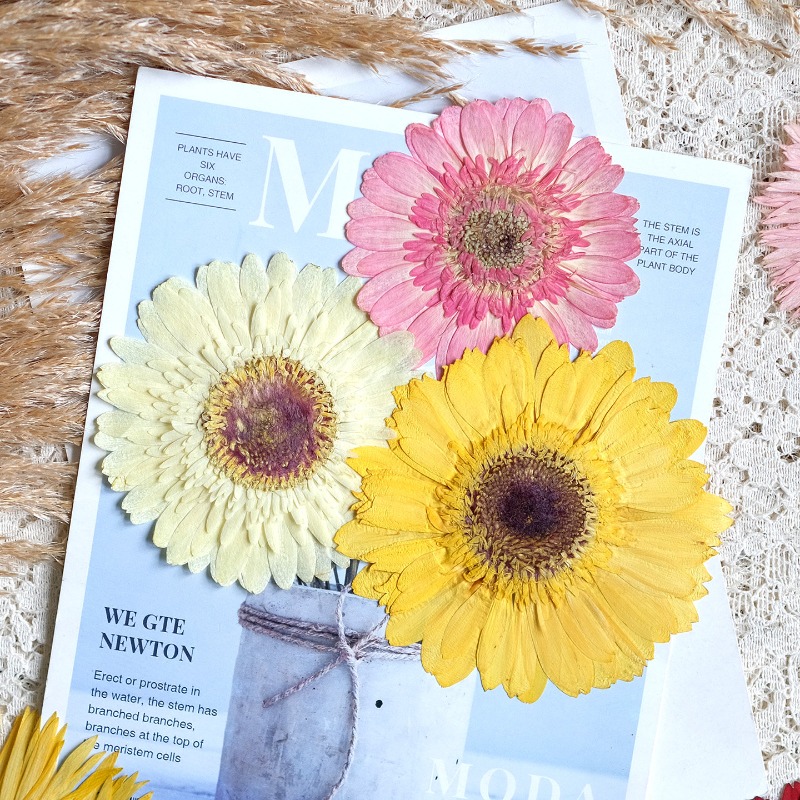 1pcs/7-9cm,Pressed Gerbera Dri - огляд і ціна Dried Flower Bouquet