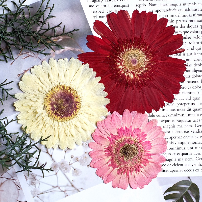 1pcs/7-9cm,Pressed Gerbera Dri - огляд і ціна Dried Flower Bouquet