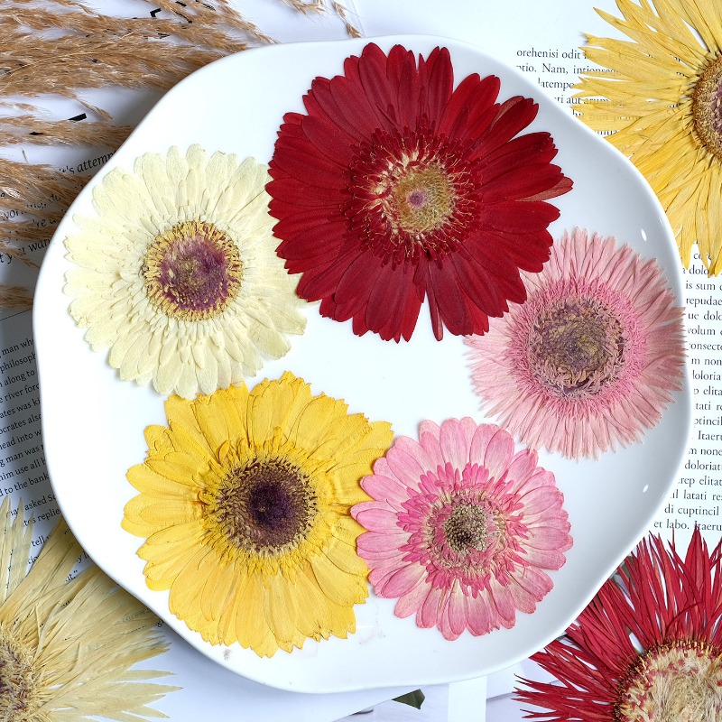 1pcs/7-9cm,Pressed Gerbera Dri - огляд і ціна Dried Flower Bouquet